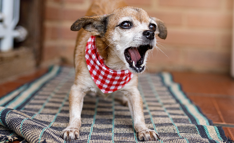 what constitutes a nuisance barking dog